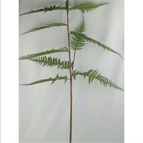 New Threshold Display fern stems - Set of 4