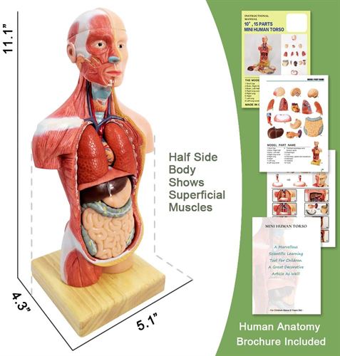 Newest Design Human Body Model for Kids 2022