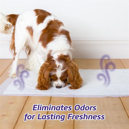 Hartz Home Protection Lavender Scent Odor-Eliminating Dog Pads