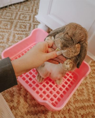 BUMBOX - Large Rabbit Litter Box