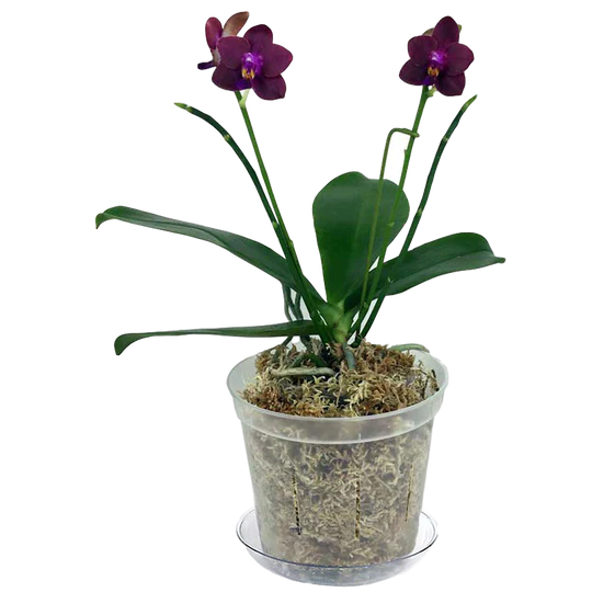 Growers Assortment of Slotted Clear Orchid Pots - set of 3