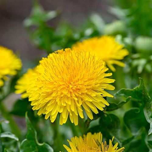 Komodo Grow Your Own Dandelion Food Kit for All Life Stages
