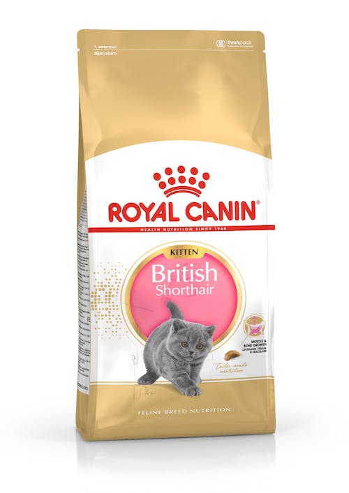 Royal Canin British shorthair kitten