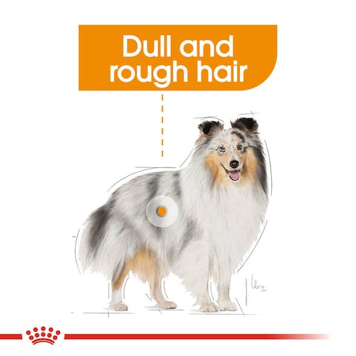 Royal Canin Coat Care Loaf